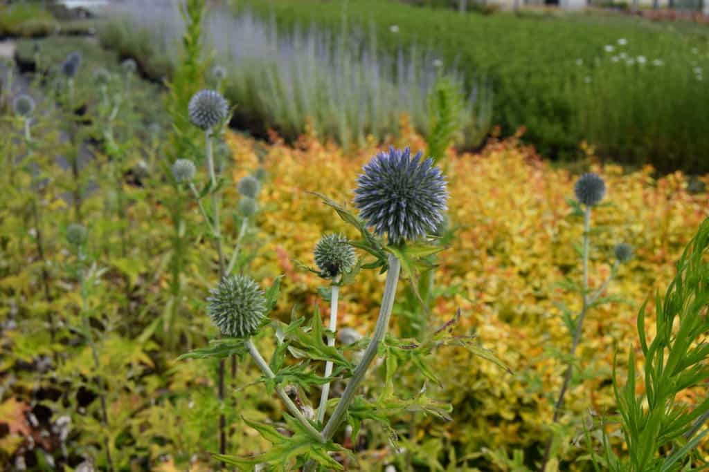 Echinops bannaticus 'Blue Globe' ---